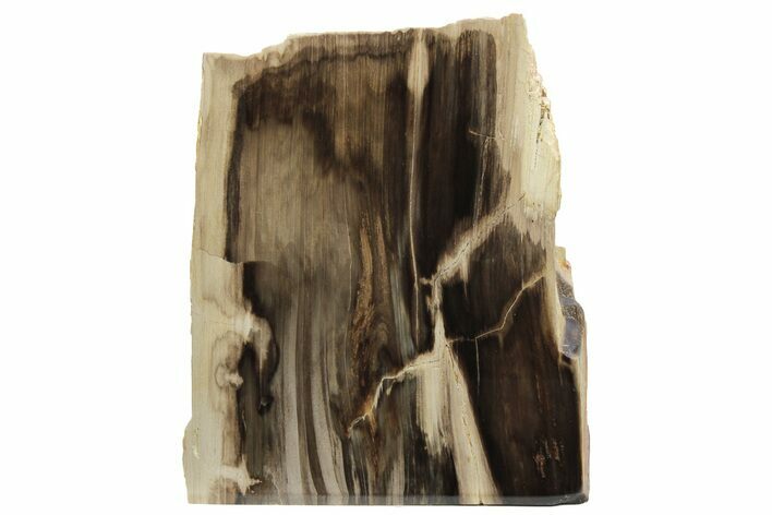 Polished, Petrified Wood (Metasequoia) Stand Up - Oregon #193906